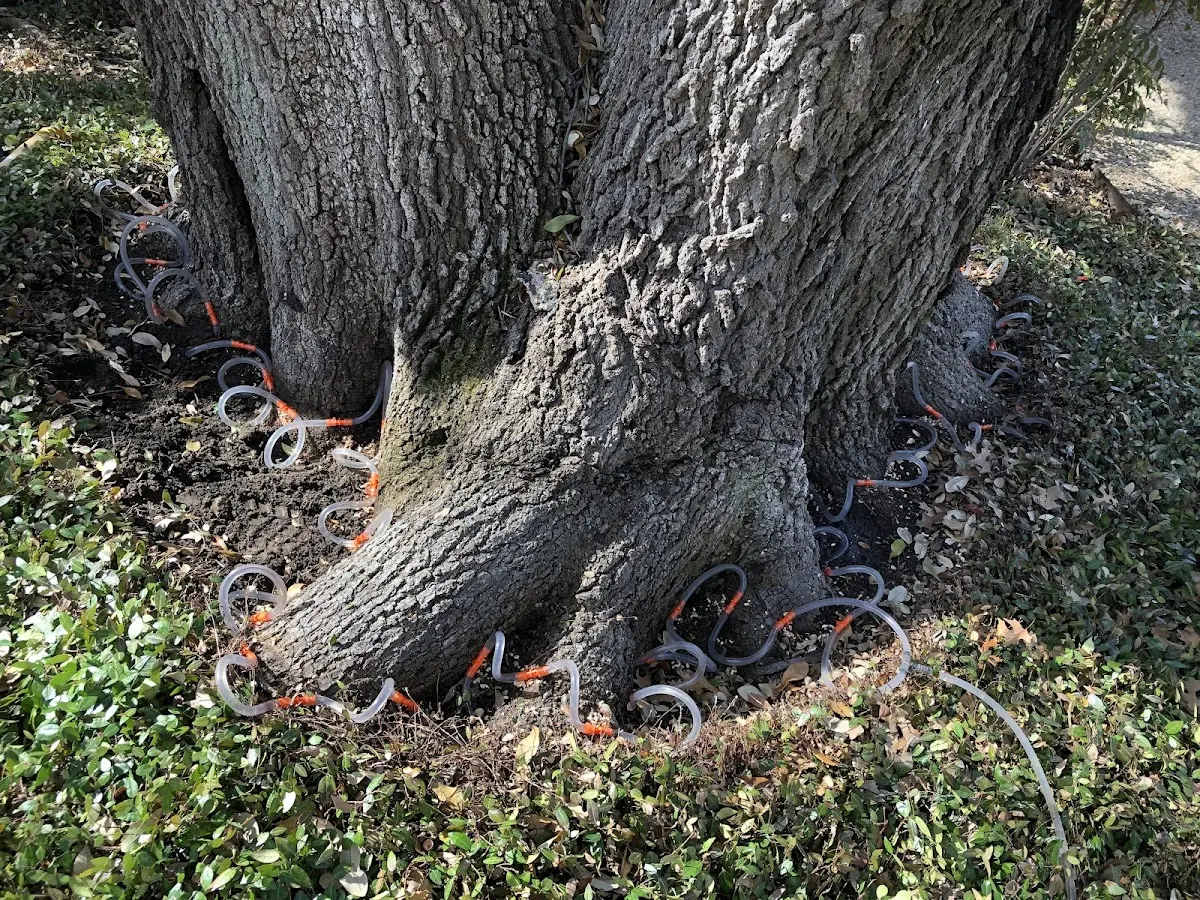 Detailed Tree Cabling and Bracing job site in Corea
